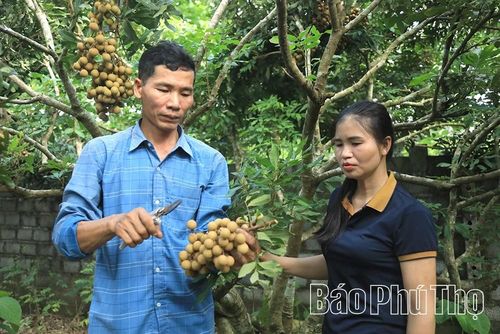 Các nhà vườn tại xóm Sơn Thủy tập trung thu hái giống nhãn Hương Chi.