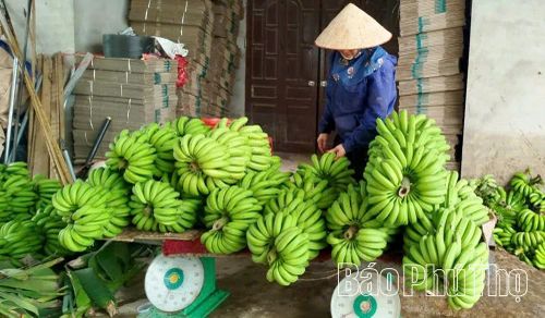Tận dụng lợi thế tự nhiên, nhiều hộ ở xã Hoàng Cương đã đầu tư trồng chuối tiêu phục vụ xuất khẩu, mang lại thu nhập cao, góp phần xây dựng nông thôn mới.