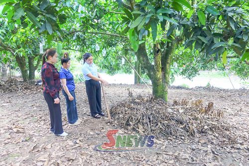 Cán bộ khuyến nông hướng dẫn nông dân xã Chiềng Hặc áp dụng các giải pháp chăm sóc sức khỏe đất.