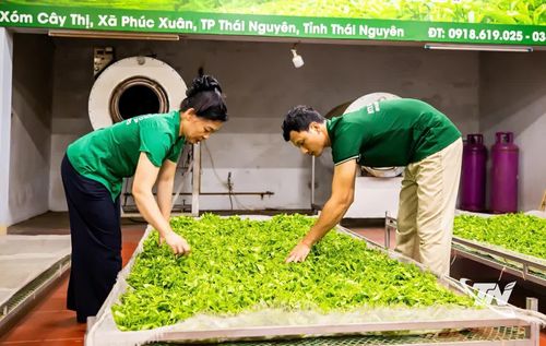 Người lao động tại Hợp tác xã chè Kim Thoa kiểm tra nguyên liệu trước khi đưa vào chế biến. Toàn bộ quá trình chăm sóc, thu hái và chế biến chè đều được ghi chép, số hóa để phục vụ truy xuất nguồn gốc sản phẩm.