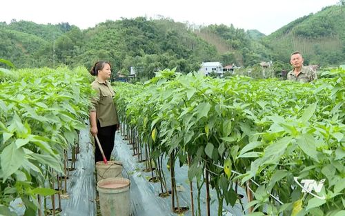 Liên kết trồng ớt xuất khẩu mang lại hiệu quả kinh tế cao. Trong ảnh: Chị Triệu Thị Thu (thôn Quyết Thắng, xã Tân Kỳ) chăm sóc ruộng ớt.