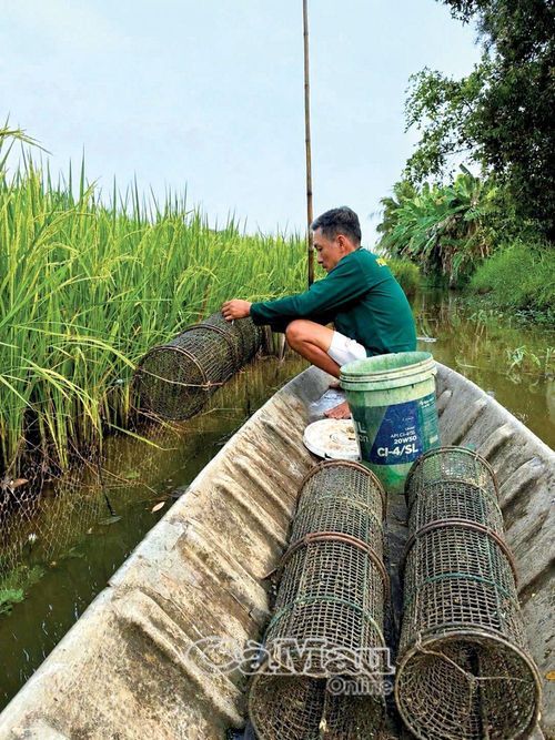 Lọp tre dành riêng khi đặt cá chạch.