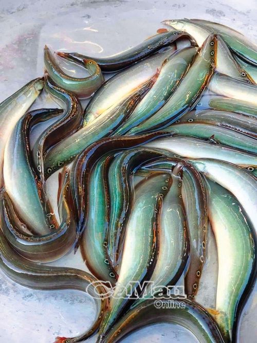 Cá chạch đồng kho nghệ trong nồi đất, thơm nồng mùi nghệ, vị béo ngọt của cá hòa quyện cùng tiêu, ớt và hành lá, ăn kèm cơm trắng, rau vườn, vô cùng đậm đà, khó quên.
