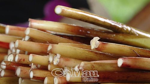 Đọt năn mọc dại trong vuông tôm - nguồn "lộc trời" giúp nông dân có thêm thu nhập.