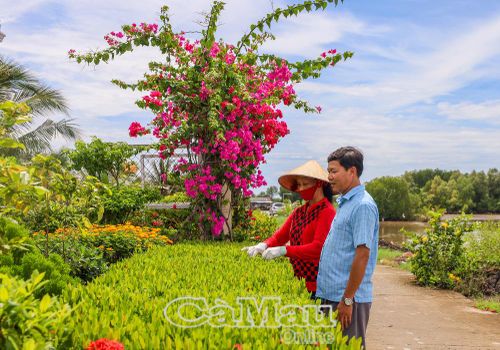  Khi tạo được sự đồng thuận, Nhân dân tích cực chung tay xây dựng nông thôn mới. (Trong ảnh: Người dân xã Phú Tân tham gia trồng hàng rào cây xanh, xây dựng tuyến lộ kiểu mẫu).