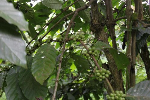 Mặc dù tuổi đời cà phê đã trên 15 năm nhưng vẫn cho trái to , khỏe, đạt chất lượng