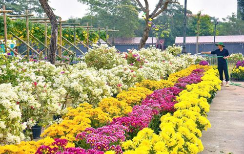 Người dân xã Mê Linh chăm sóc hoa, góp phần giữ gìn và phát triển thương hiệu vùng trồng hoa truyền thống của Hà Nội.