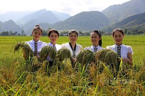 Xã Tú Lệ nổi tiếng với đặc sản gạo nếp Tan, đây là sản vật quý mà chỉ đất Tú Lệ mới trồng được. Ảnh: T.L