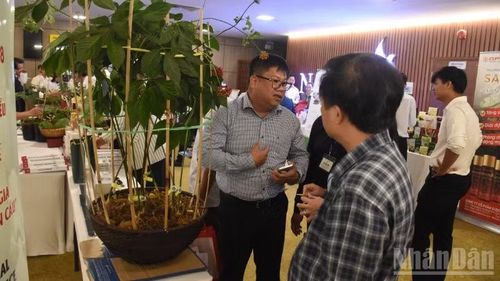 Đà Nẵng phát triển thương hiệu sâm Ngọc Linh từ sản phẩm quốc gia trở thành thương hiệu toàn cầu.