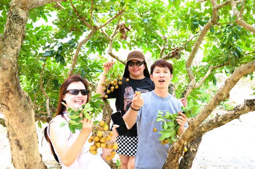  Du khách tham quan, check -in tại vườn nhãn Hòa Thuận. Ảnh: QUANG VŨ 