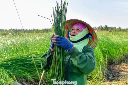 Mùa thu hoạch cói bắt đầu từ tháng 5 đến tháng 10 Âm lịch. Từ sáng sớm, trên cánh đồng trồng cói rộng hàng cả trăm hecta, hàng trăm người tấp nập thu hoạch, phơi cói trước khi vận chuyển về các cơ sở chế biến. Cói khi thu hoạch được cắt ngang gốc. Sau đó, không phải trồng lại mà chỉ cần bón phân, cây cói sẽ tự tươi tốt trở lại, đảm bảo cho việc thu hoạch lại.