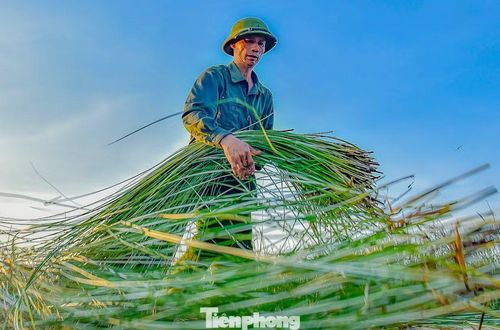Nghề trồng cói vốn phụ thuộc nhiều vào thời tiết. Người dân luôn tranh thủ những ngày nắng đẹp để thu hoạch và phơi nguyên liệu. Chỉ cần gặp mưa bất chợt hoặc phơi không đủ nắng, sợi cói sẽ dễ bị mốc, đổi màu, ảnh hưởng trực tiếp đến chất lượng sản phẩm.