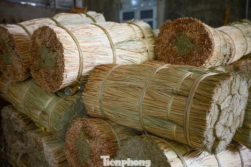 Cói được phân thành 3 loại. Loại dài trên 1,65 m dùng dệt chiếu loại 1 hoặc đưa đi xuất khẩu. Loại trung bình dài 1,5 m đến 1,6 m dệt chiếu cá nhân. Còn cói chết khô dùng để đun nấu hoặc lợp mái nhà.