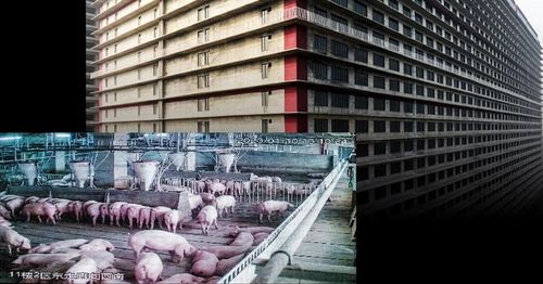 Tổ hợp trang trại nuôi lợn 26 tầng tại Ngạc Châu, Hồ Bắc, Trung Quốc. Ảnh: Financial Times