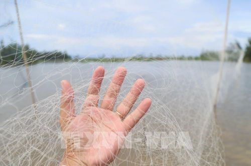 Cận cảnh mắt lưới siêu mảnh được sử dụng để bẫy chim. Ảnh: Xuân Tiến - TTXVN