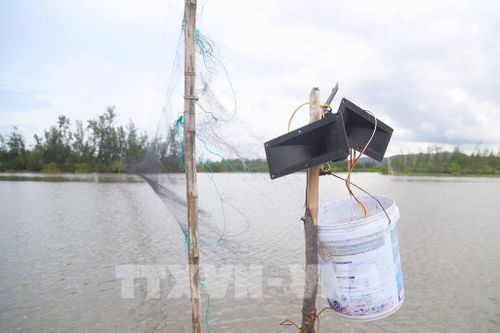 Loa phát âm thanh giả tiếng chim được lắp đặt ngay tại khu vực giăng lưới nhằm dụ đàn chim bay đến rồi mắc bẫy. Ảnh: Xuân Tiến - TTXVN