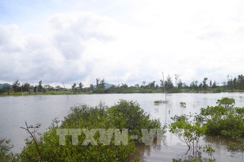 Hàng loạt cọc tre được dựng giữa các ao, đầm ven biển xã An Châu để giăng lưới bẫy chim hoang dã, tạo thành những “bãi săn” quy mô lớn vào mùa chim di cư. Ảnh: Xuân Tiến - TTXVN