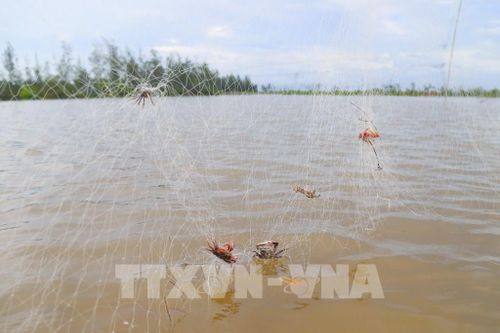 Những tấm lưới mành mắt nhỏ được giăng dày đặc trên các bãi bồi, đầm nước ven biển xã An Châu. Ảnh: Xuân Tiến - TTXVN