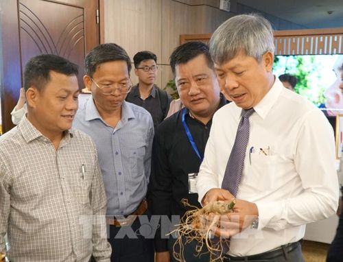 Phó Chủ tịch UBND thành phố Đà Nẵng Hồ Quang Bửu (ngoài cùng bên phải) trao đổi với các doanh nghiệp về sâm Ngọc Linh. Ảnh: Quốc Dũng - TTXVN
