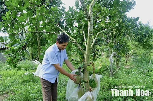 Vùng đồi xã Hóa Quỳ được phủ xanh bằng các loại cây ăn quả có giá trị kinh tế cao.
