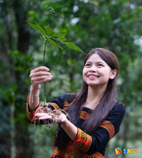 Người Xơ Đăng nâng niu từng cây sâm giống trước khi đưa về vườn ươm, chuẩn bị cho những mùa trồng mới.