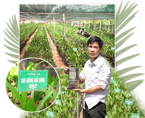 Vườn ươm của Hợp tác xã Nông nghiệp hữu cơ Đất Quảng chọn những giống cau dài đầu dòng. Ảnh: PHAN VINH