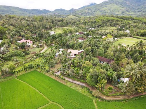 Hàng cau xanh bao bọc vườn nhà tạo cảnh quan cho du lịch sinh thái. Ảnh: HỒ QUÂN