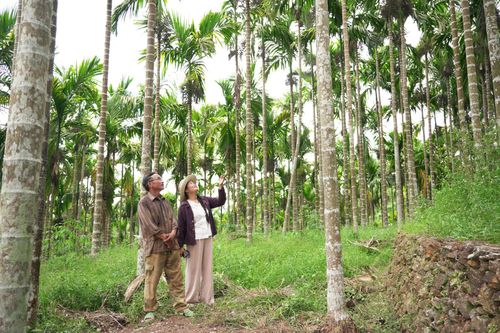 Những vườn cau hơn 20 năm rợp bóng mát khắp vùng nông thôn Tiên Phước. Ảnh: PHAN VINH