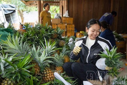 Phân loại kích cỡ, bọc xốp dứa thương phẩm.