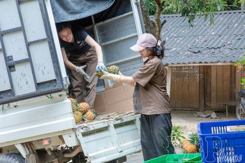 Thương lái bốc xếp dứa vận chuyển cho khách hàng.
