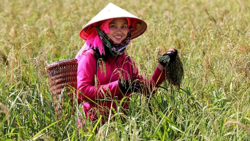  Vùng sản xuất nếp Tan của xã Nậm Có hiện có gần 200 ha. 
