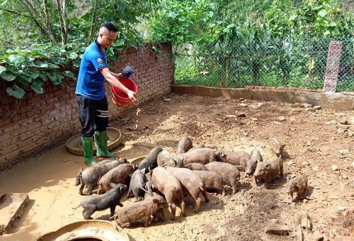 Mô hình nuôi lợn đen giống bản địa của gia đình anh Sùng A Vinh, thôn Tu San cho thu nhập 200 triệu đồng/năm.