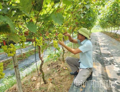 Mô hình trồng nho Mẫu Đơn ứng dụng công nghệ IoT kết hợp du lịch trải nghiệm tại Nông Trại Đồng Quê.
