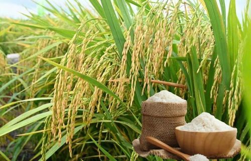 Giá lúa gạo hôm nay tại khu vực Đồng bằng sông Cửu Long ổn định. Ảnh minh họa