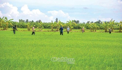 Nông nghiệp là nền tảng quan trọng, bảo đảm sinh kế và thúc đẩy tăng trưởng kinh tế Xã Trần Văn Thời.
