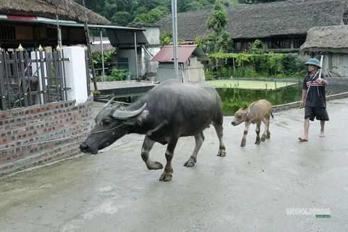 Nhịp sống bình yên, mộc mạc của người dân thôn Tha.. Ảnh: T. Anh