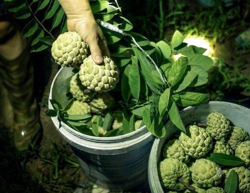 Những thùng na Bồ Lý đầy ắp quả chín sau một đêm thu hoạch của người trồng na. Ảnh: Hoàng Hùng - TTXVN