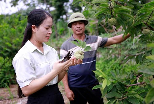 Những vườn na xanh mướt dưới chân dãy Tam Đảo là điểm đến hấp dẫn của du khách mỗi mùa quả chín. Ảnh: Hoàng Hùng - TTXVN