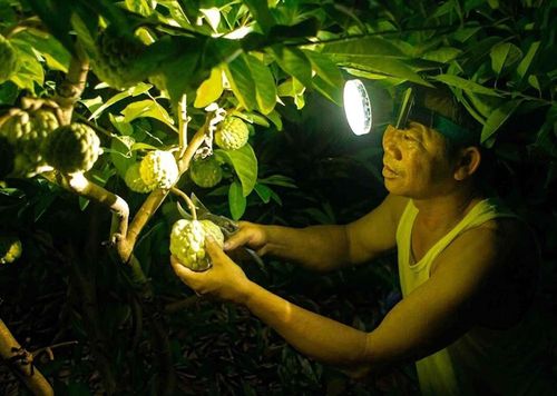 Thu hái từ ban đêm đến rạng sáng là cách người trồng na giữ độ tươi ngon của quả trước khi đưa ra thị trường. Ảnh: Hoàng Hùng - TTXVN