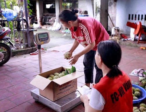 Những thùng na lần lượt được đưa lên cân, khâu cuối cùng trước khi rời vườn đến với khách hàng. Ảnh: Hoàng Hùng – TTXVN