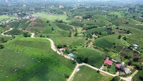 Vùng chè rộng lớn của xã Minh Đài là thế mạnh để xã phát huy lợi thế trong phát triển kinh tế.