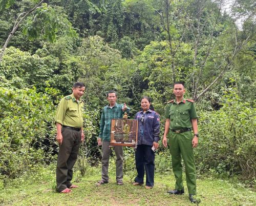 Các lực lượng và ông Ngọc thả cá thể chim về khu rừng tự nhiên.