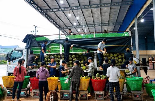 Mã số cơ sở đóng gói là một trong những điều kiện tiên quyết để xuất khẩu