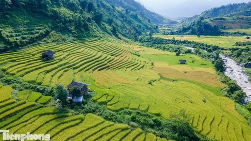 Vào mùa này, khi lúa bắt đầu ngả vàng, cả thung lũng như được khoác lên tấm áo mới. Dưới ánh nắng, những thửa ruộng bậc thang ánh lên sắc vàng rực rỡ, nổi bật giữa màu xanh của núi rừng. Thấp thoáng giữa những tầng ruộng bậc thang là những lán nương của đồng bào nằm xen kẽ theo triền đồi.