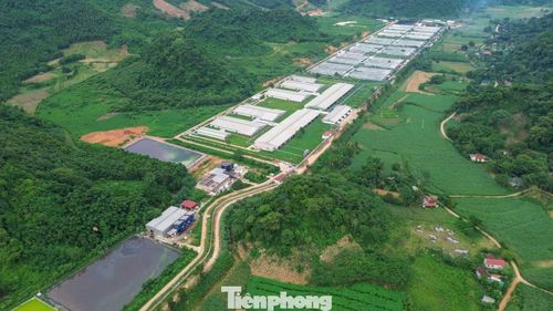 Trang trại lợn của Công ty TNHH Dịch vụ và Chăn nuôi NewHope Thanh Hóa đóng ở xã Thạch Quảng.