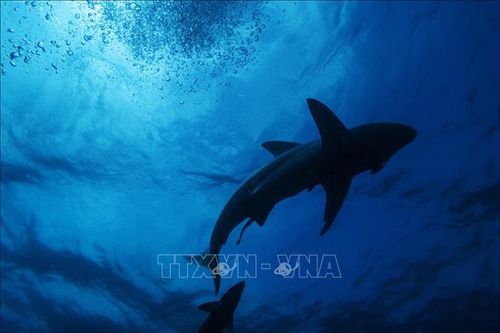 Ảnh minh họa: AFP/TTXVN