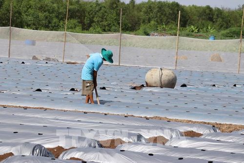 Một hộ dân xuống giống vụ dưa hấu mới. Ảnh: Hữu Chí - TTXVN