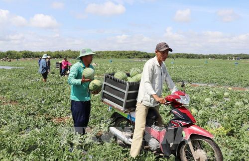Vận chuyển dưa hấu sau khi thu hoạch đến điểm tập kết của thương lái. Ảnh: Hữu Chí - TTXVN