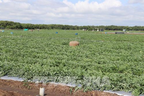Ruộng dưa đang cho trái phát triển tốt, chuẩn bị chờ thu hoạch. Ảnh: Hữu Chí - TTXVN