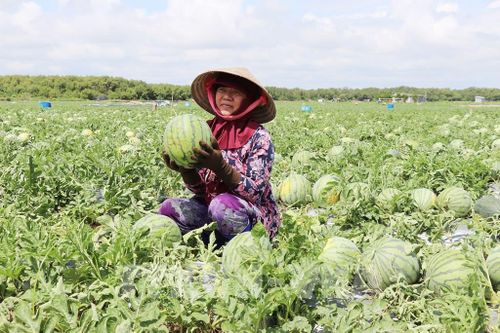 Niềm vui của người trồng dưa khi ruộng dưa đạt năng suất cao, trái đạt kích thước theo yêu cầu. Ảnh: Hữu Chí - TTXVN